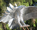 17ft Eagle - Built by Bernie Jestrabek-Hart